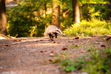 Badger in forest, animal in nature habitat, Germany, Europe.