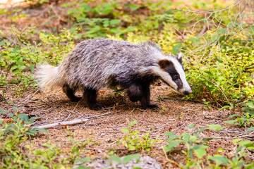 Badger in forest, animal in nature habitat, Germany, Europe.