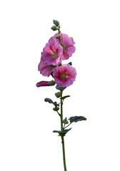 Naklejka na ściany i meble pink mallow flowers isolated on white background