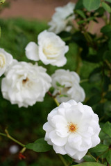 Fototapeta premium White beautiful rose in the garden