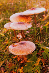 Grosse, braune Pilze im Gras 