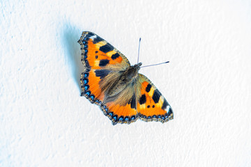 close-up of a small tortoiseshell butterfly