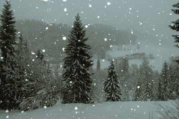 christmas tree in the austrian alps, covered with snow