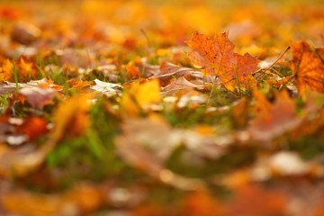 Bunte Blätter im Herbst bei Sonnenuntergang am Abend im Gegenlicht, goldenes Laub