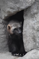 Wolverine in a small cave