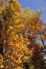 yellow tree in autumn