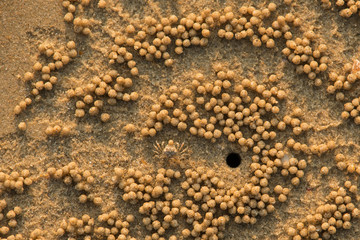 Sand bubbler crab, wildlife, Thailand, Asia