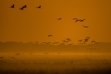 Beautiful photography of a huge flock of birds. Common Cranes (rus grus).