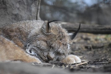 lynx sleeping in the forest