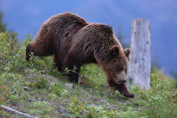 European Brown Bear (Ursus arctos arctos), in the forest, Slovakia. Wild  bear in coniferous...