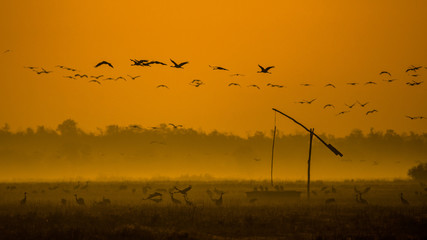 Beautiful photography of a huge flock of birds. Common Cranes (rus grus).