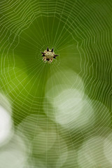 Spiny spider, insect,  web, wildlife macro photo, Gasteracantha