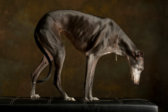 Portrait of black dog breed greyhound standing on a bench