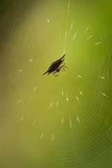 Spiny spider, insect,  web, wildlife macro photo, Gasteracantha