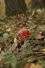 St. Petersburg Russia-10/12/2019: Autumn in Peterhof Park
