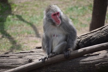 Monkey sitting on a log looking away