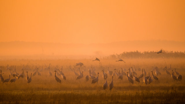 Beautiful photography of a huge flock of birds. Common Cranes (rus grus). © Szymon Bartosz