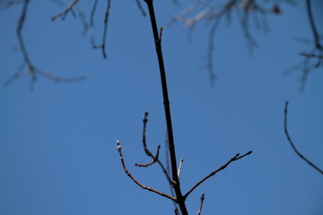 Tree branch on sky background