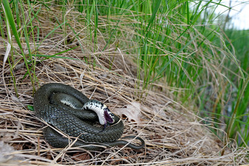 sich totstellende Ringelnatter (Natrix natrix) aus Nordostpolen - Grass snake in Poland