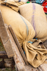 Typische Säcke mit Streifen, gefüllt mit gedroschenem Getreide liegen auf einem historischen Anhänger aus Holz fertig zum Abtransport zur Mühle