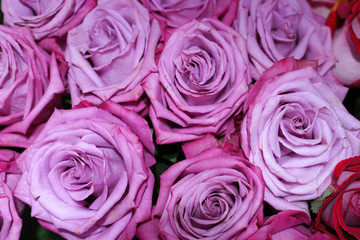 bouquet of pink roses as background