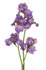 iris flower isolated