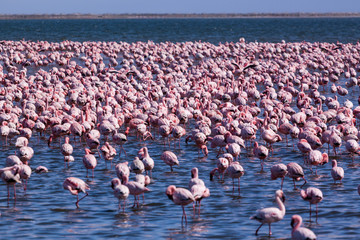 Fototapeta premium A flamboyance of flamingoes near Swakopmund, Namibia