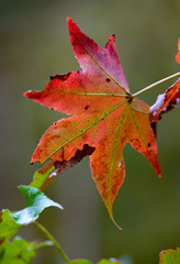 Obraz premium Red and green leaf in autumn