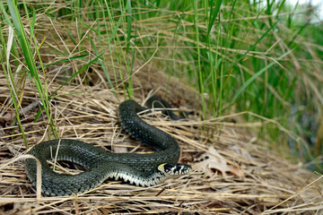 Ringelnatter (Natrix natrix) aus Nordostpolen - Grass snake in Poland