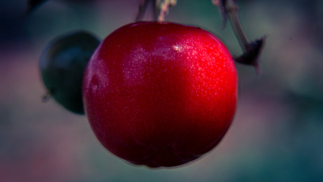 cherry,