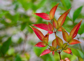 Red and green leaves on nandina 