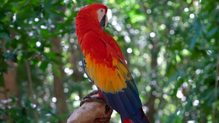 Beautiful parrot in the most beautiful moments