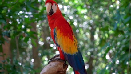 Beautiful parrot in the most beautiful moments