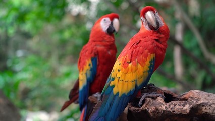 Fototapeta na wymiar Beautiful parrot in the most beautiful moments