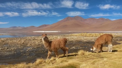 Panorama sur les lagunes de la Bolivie
