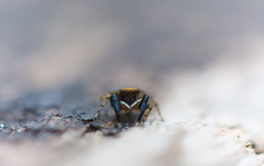 Jumping Spider