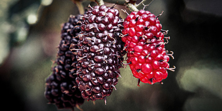 blackberry on branch