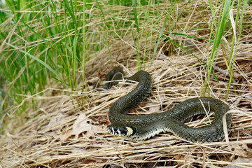 Ringelnatter (Natrix natrix) aus Nordostpolen - Grass snake in Poland