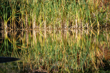 Schilf im Wasser mit Reflektionen