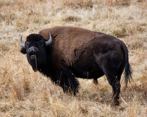 Bison - 