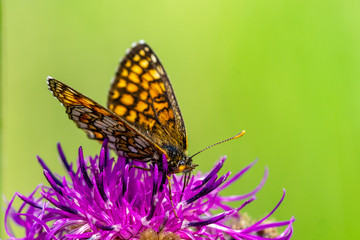 Obraz premium Insekten