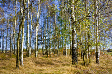 Birch forest in autumn on a sunny day