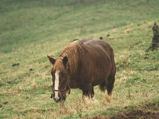 Horse in a green meadow
