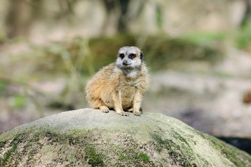 Naklejka na ściany i meble Female meerkat sits on rock