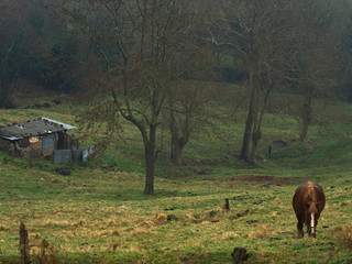 Fototapeta na wymiar Landscape with a horse trees and old house