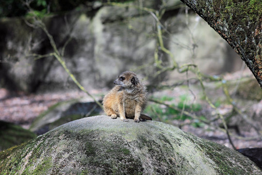 Female meerkat sits on rock and looks to the side