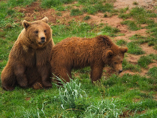 Fototapeta na wymiar Mother and brood of Brown Bears