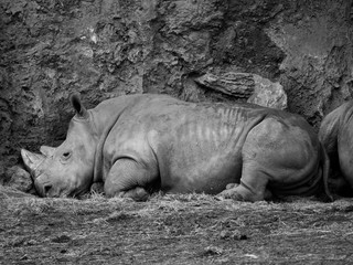 Fototapeta premium Profile rhinos lying down