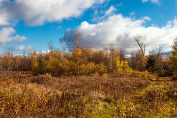 Fototapeta premium rural autumn landscape 