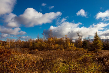 autumn landscape with trees and blue sky